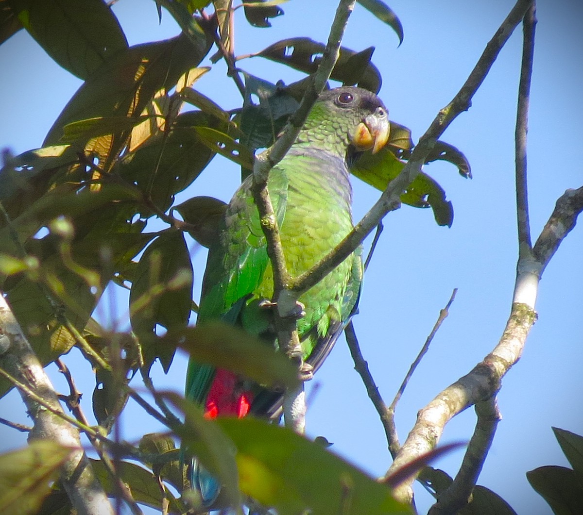Папуга-червоногуз зеленощокий - ML646151764