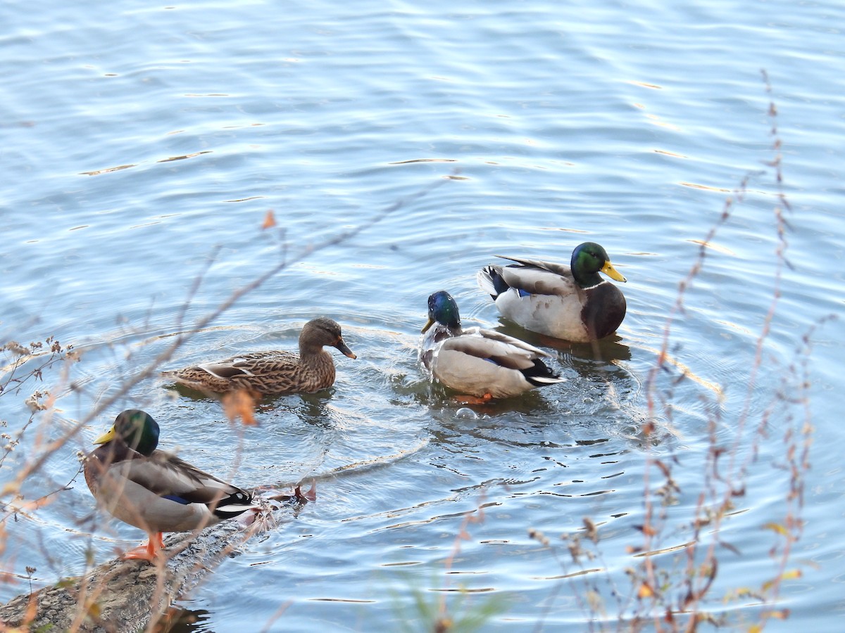 Mallard - ML646151769