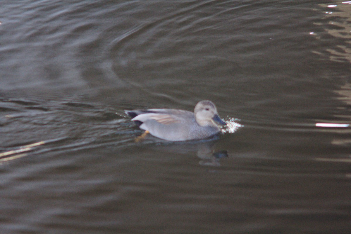 Серая утка - ML646151771