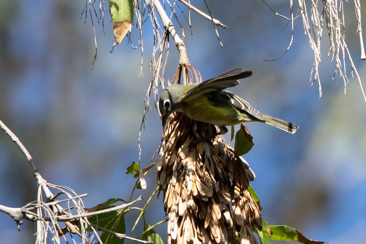 Cassin's/Blue-headed Vireo - ML646151772