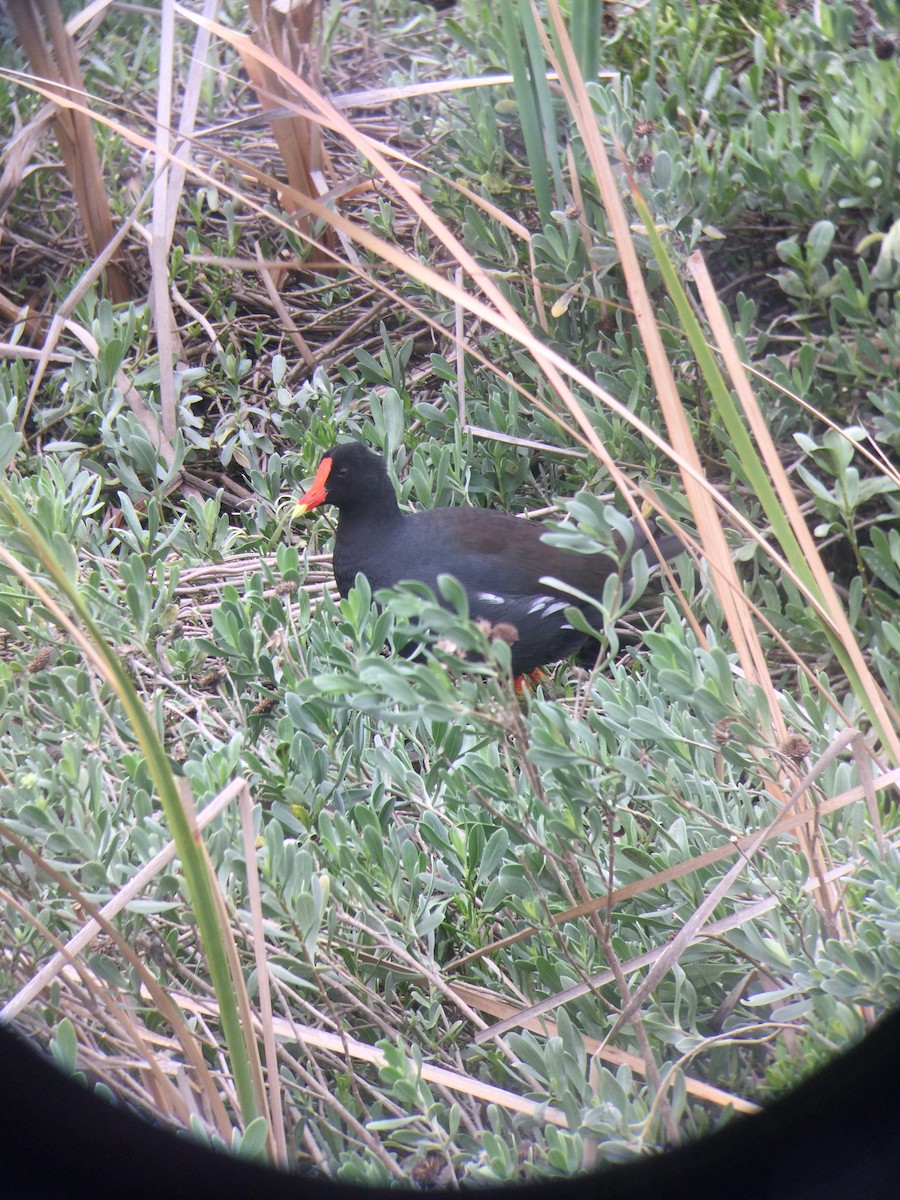 slípka americká - ML646151778