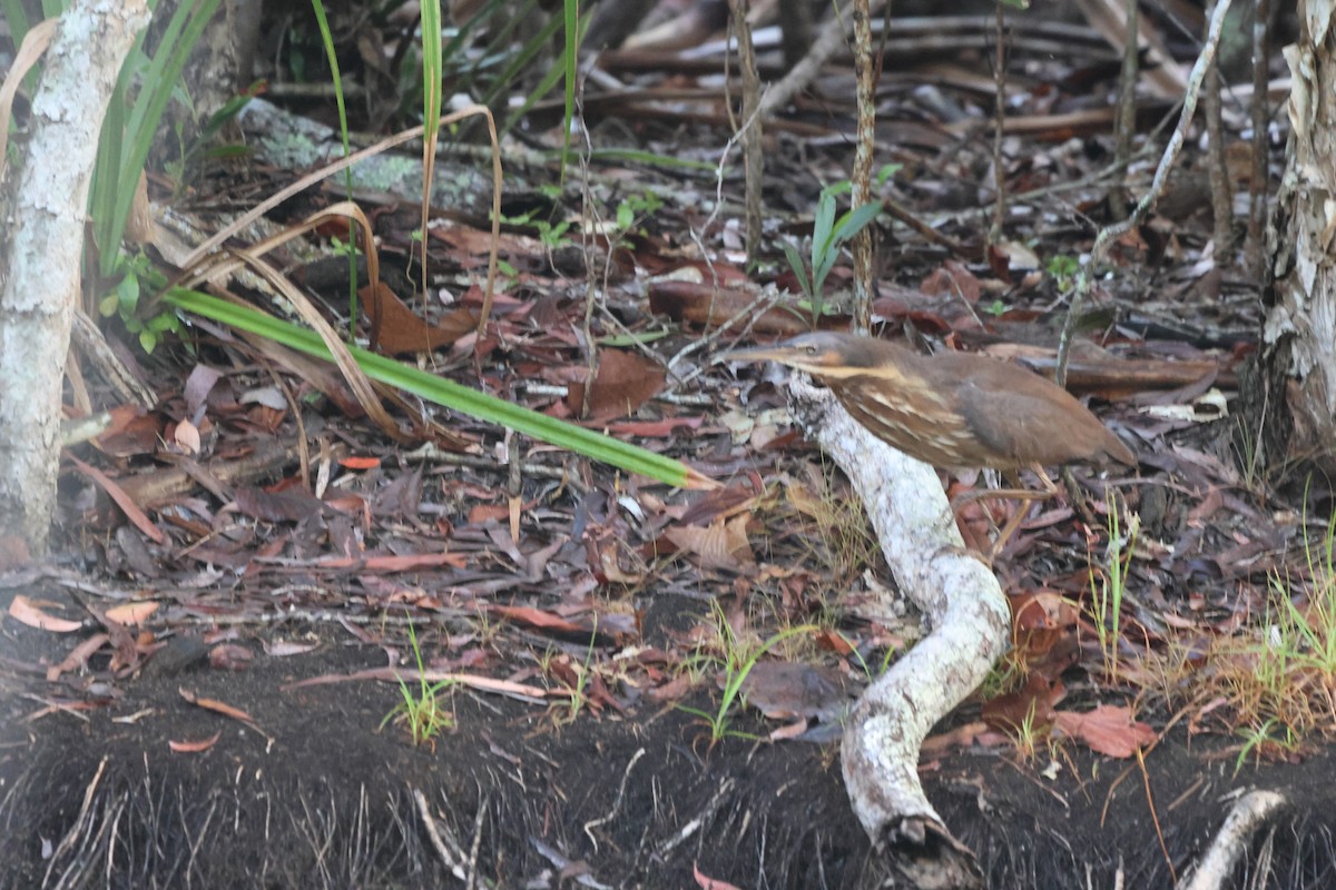Black Bittern - ML646151779