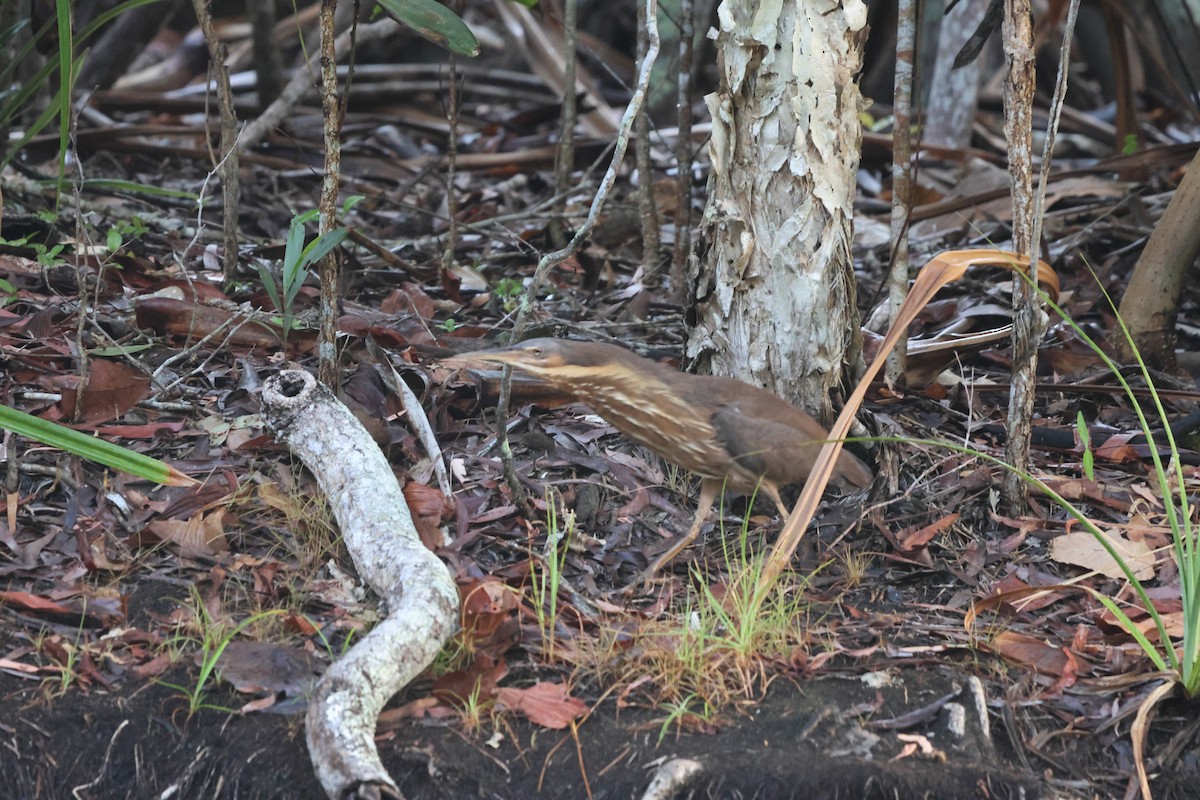 Black Bittern - ML646151780