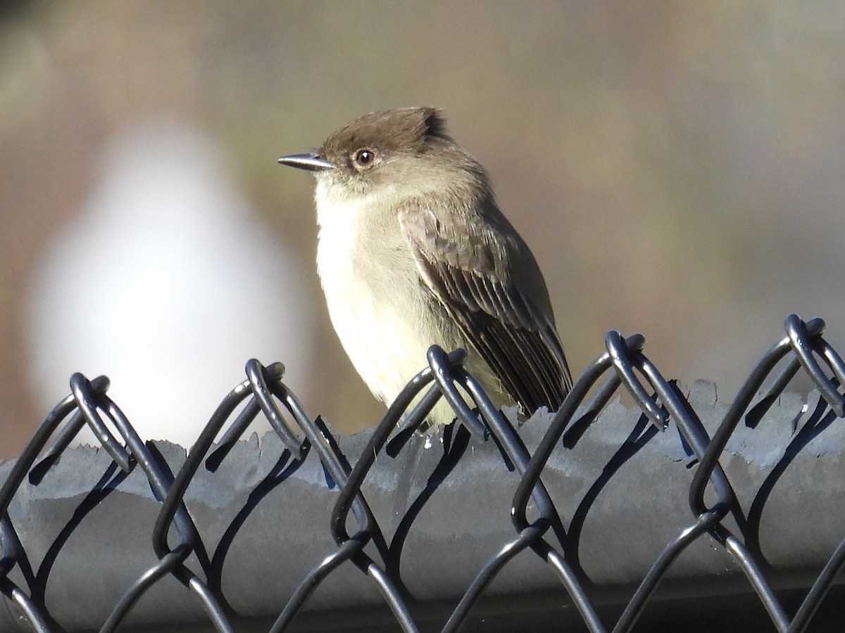 Eastern Phoebe - ML646151787