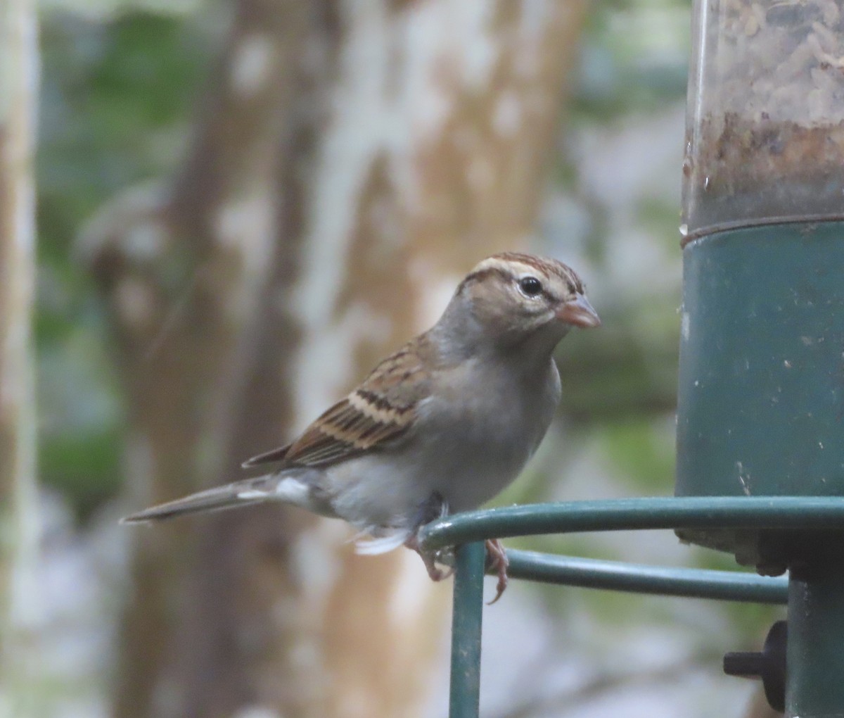 Chipping Sparrow - ML646151793