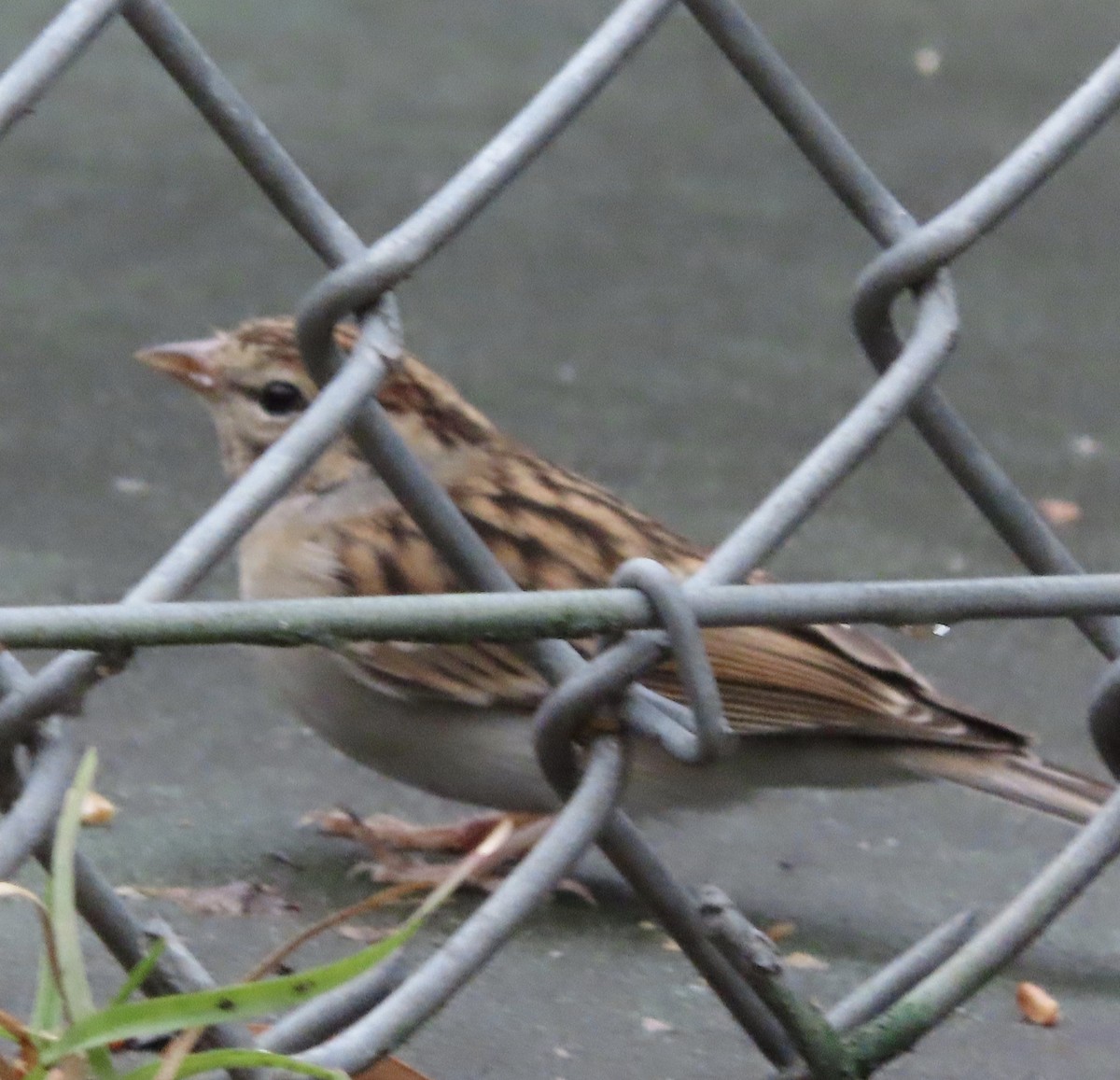 Chipping Sparrow - ML646151794