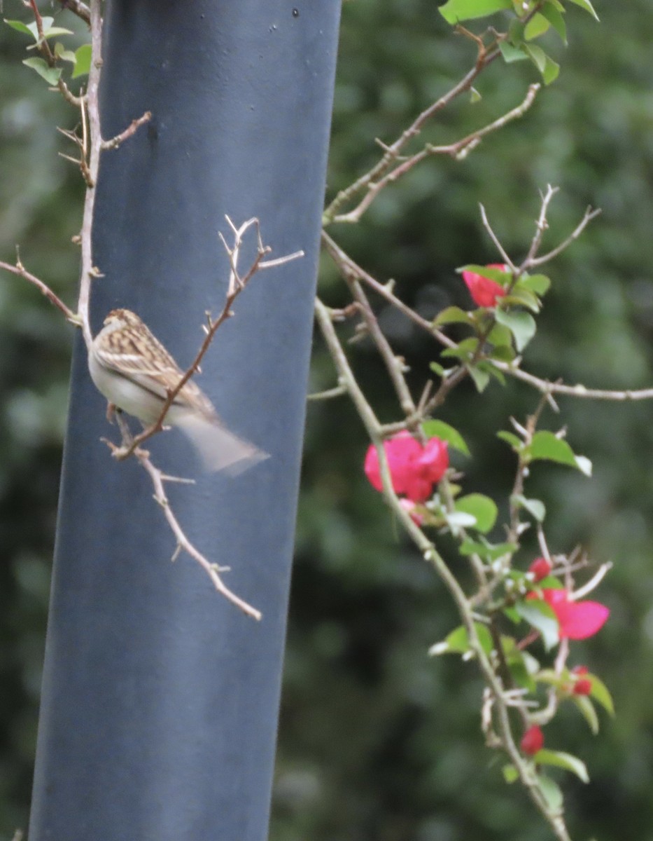 Chipping Sparrow - ML646151795