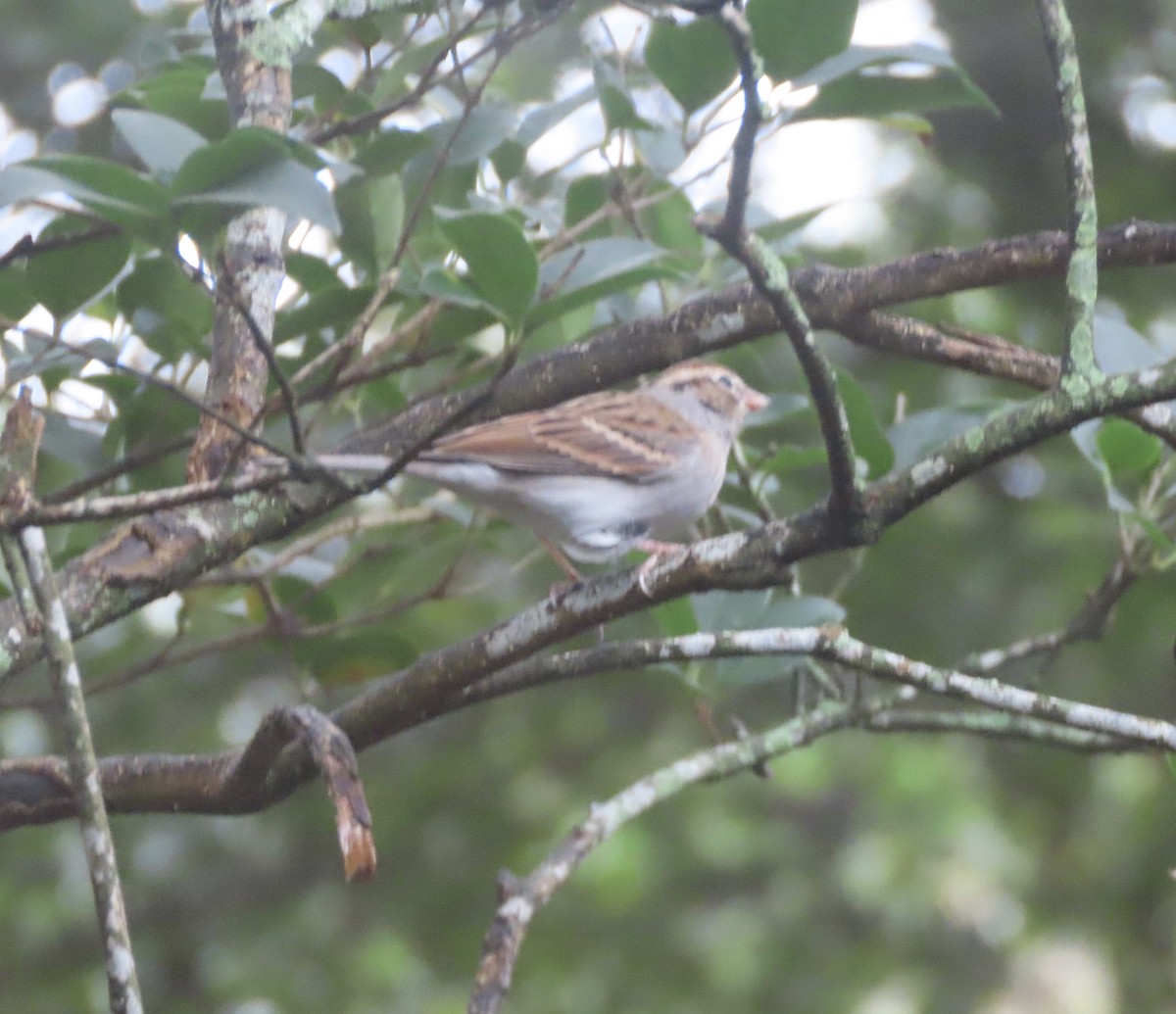 Chipping Sparrow - ML646151796