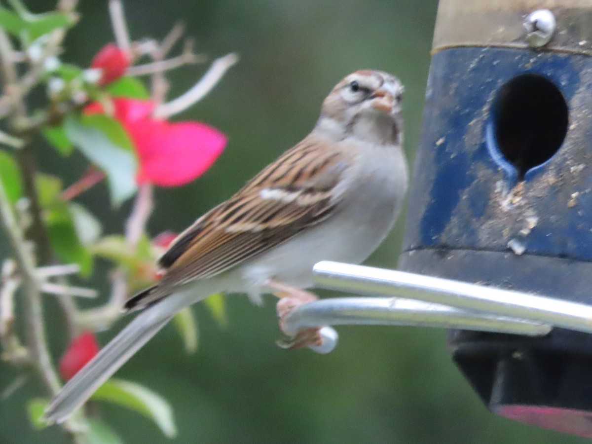 Chipping Sparrow - ML646151797