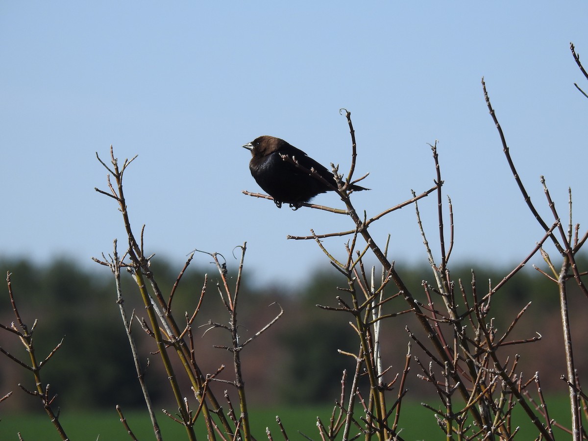 Brown-headed Cowbird - ML646151798