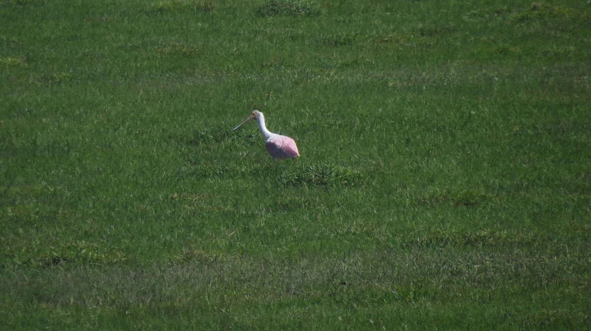 Roseate Spoonbill - ML646151805