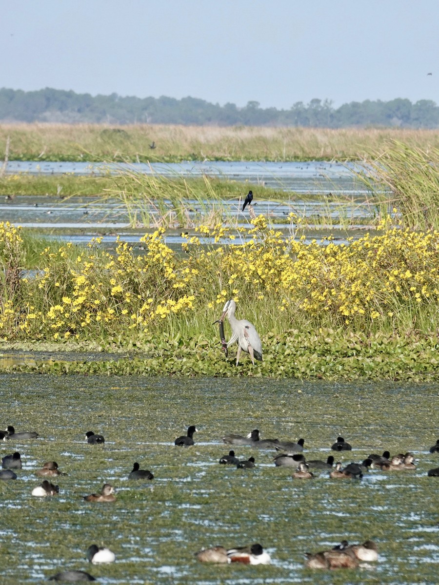 Great Blue Heron - ML646151806