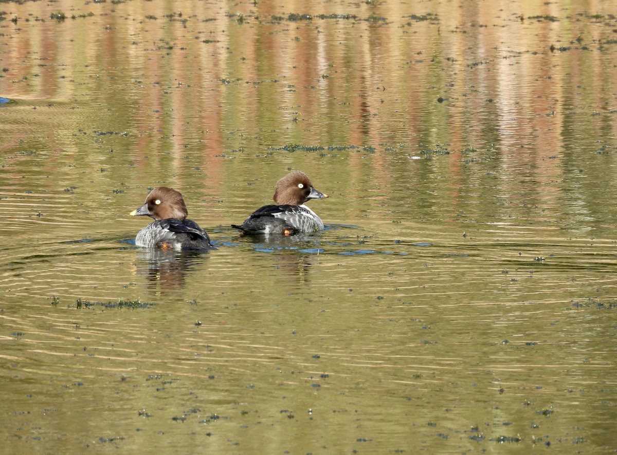 Common Goldeneye - ML646151808