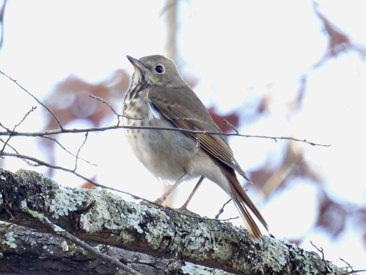 Hermit Thrush - ML646151819
