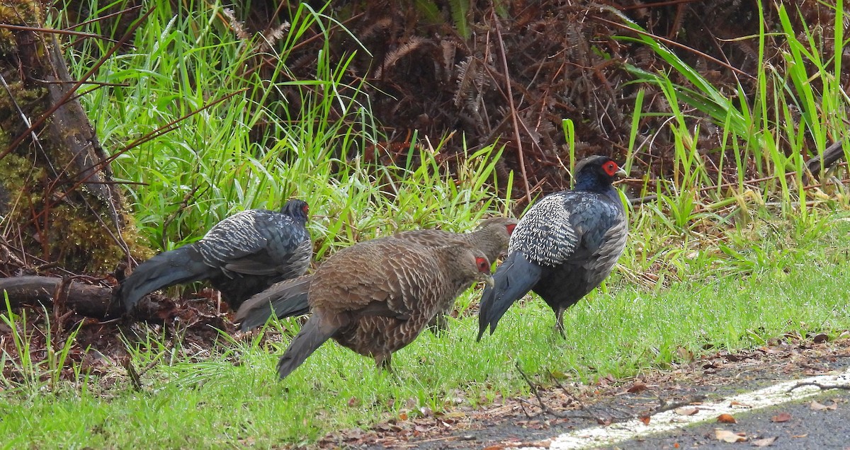 Kalij Pheasant - ML646151820