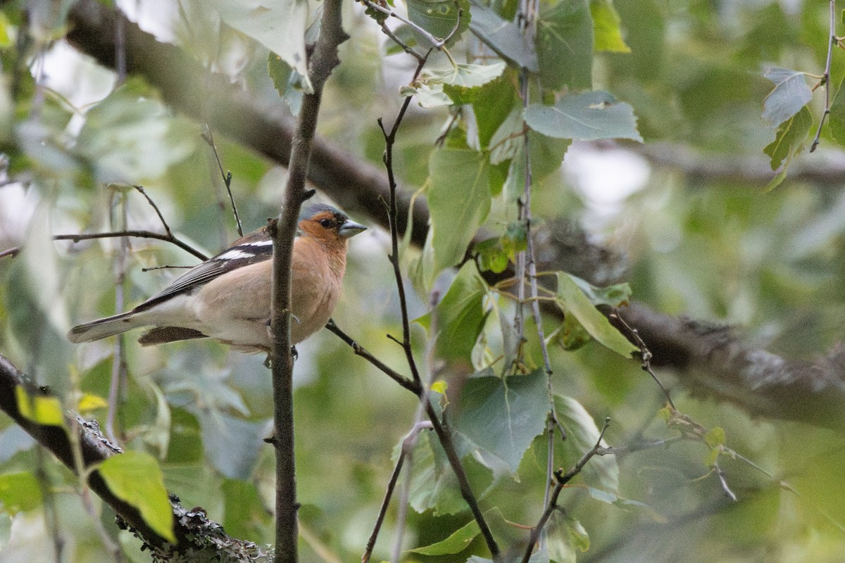 Common Chaffinch - ML646151823