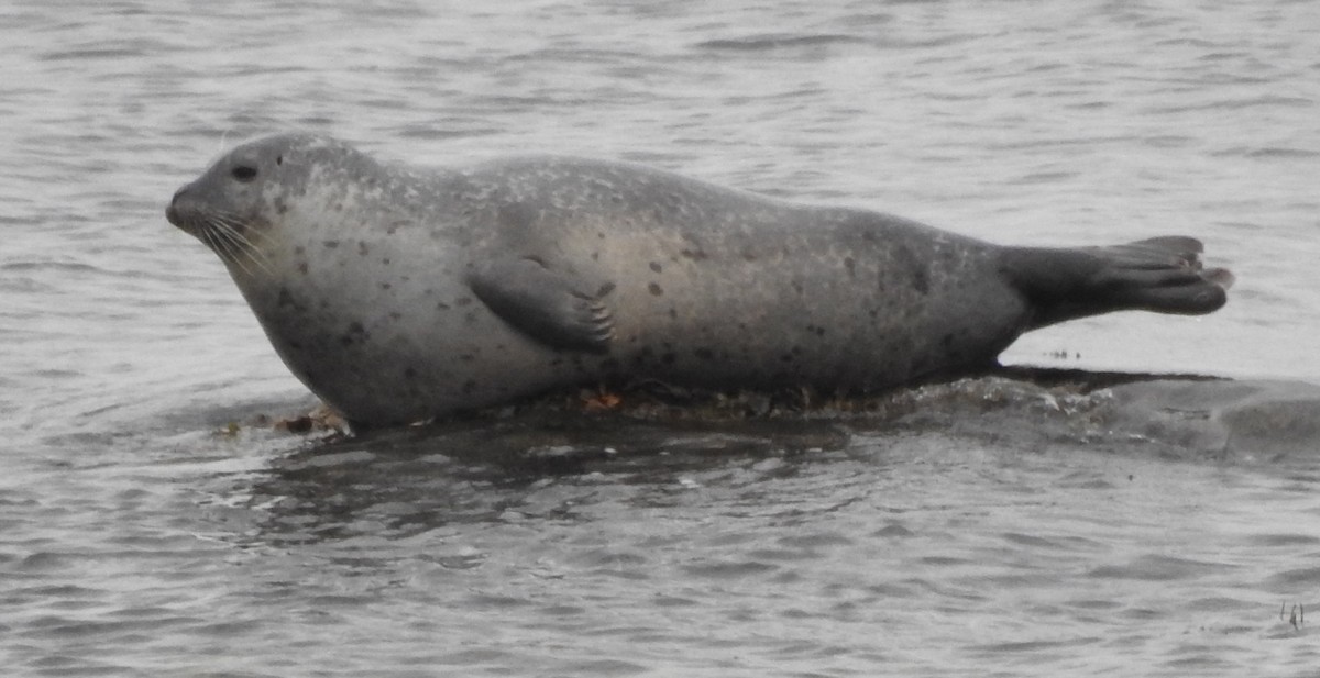 Grey Seal - ML646151824