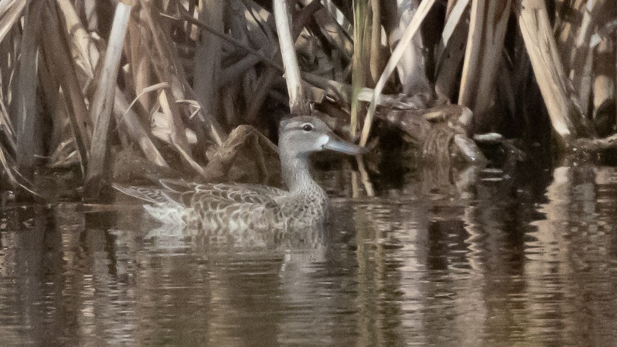 Blue-winged Teal - ML646151825