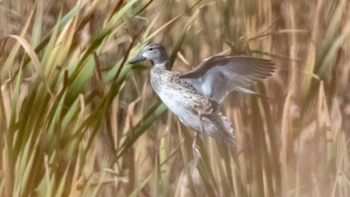 Blue-winged Teal - ML646151827