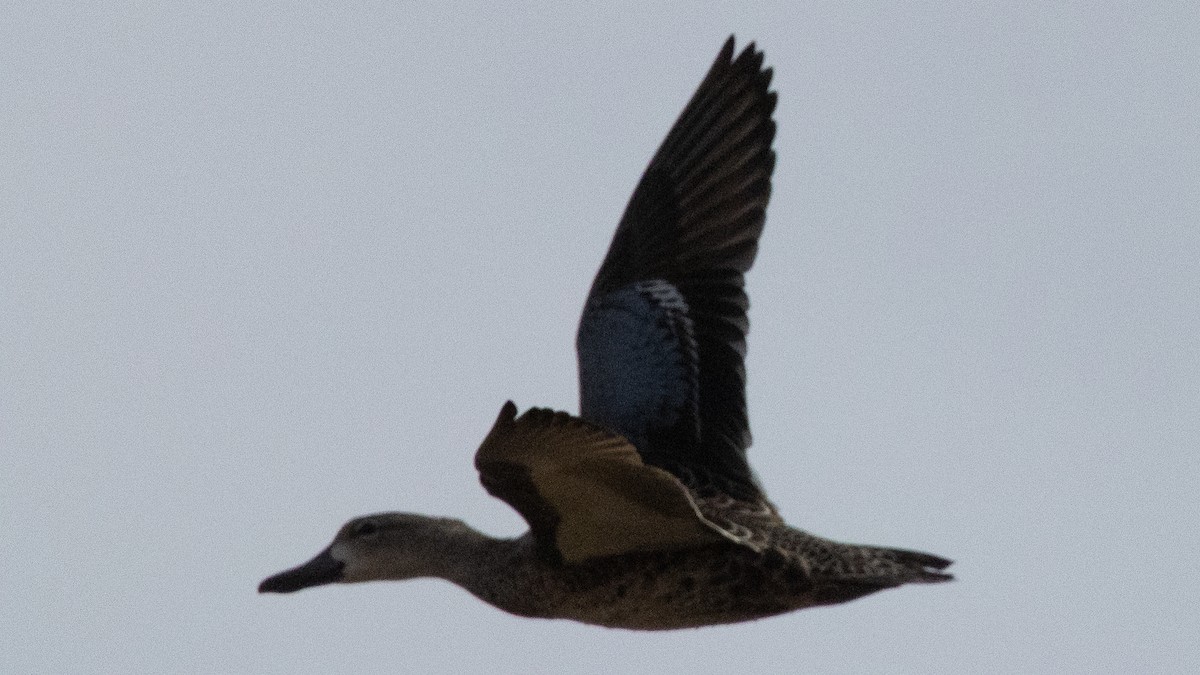 Blue-winged Teal - ML646151828
