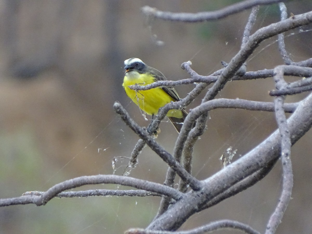 Tyran sociable - ML646151830