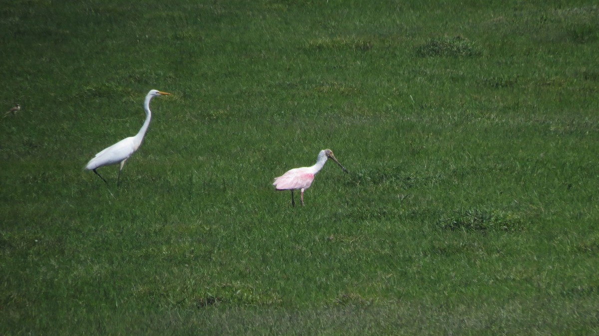 לבנית גדולה - ML646151831