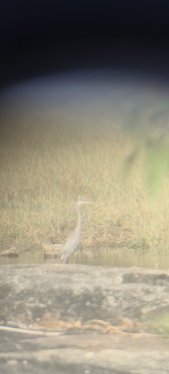 Western Reef-Heron - ML646151839