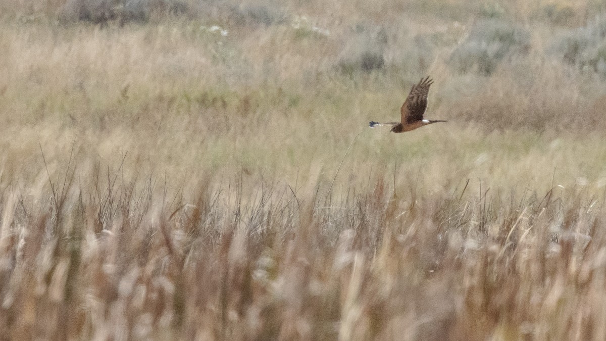 Northern Harrier - ML646151840