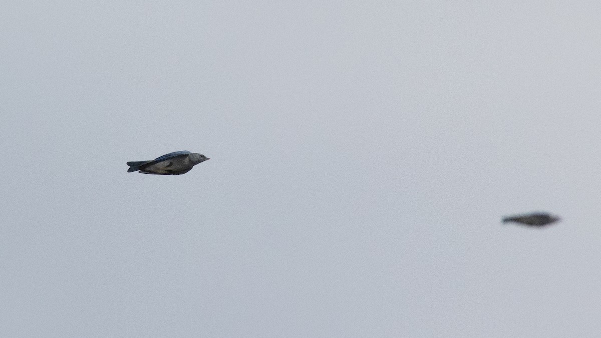 Mountain Bluebird - ML646151843