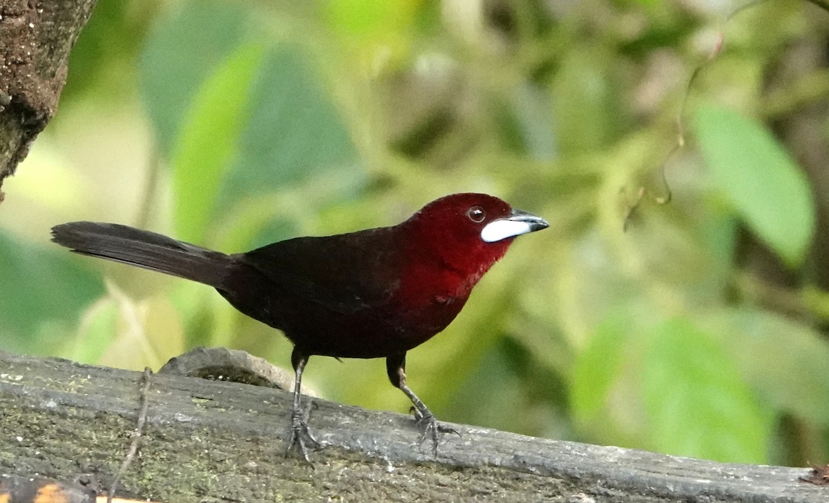 Тапіранга пурпурова - ML646151844