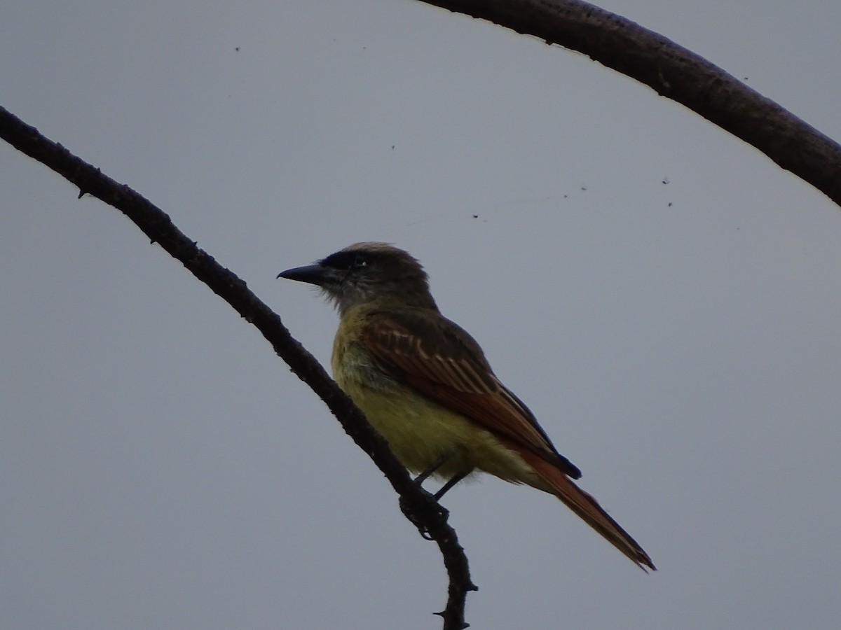 Baird's Flycatcher - ML646151849
