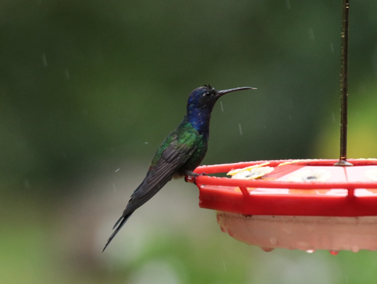 Swallow-tailed Hummingbird - ML646151852