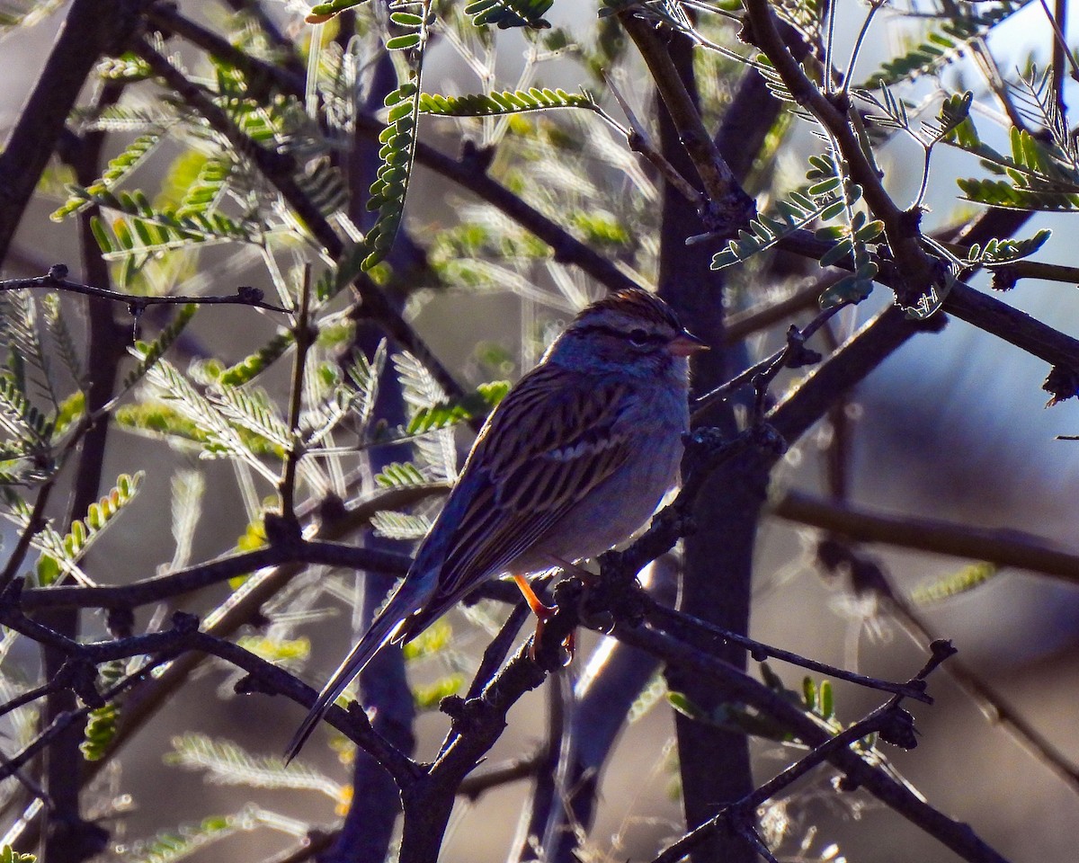 Chipping Sparrow - ML646151856
