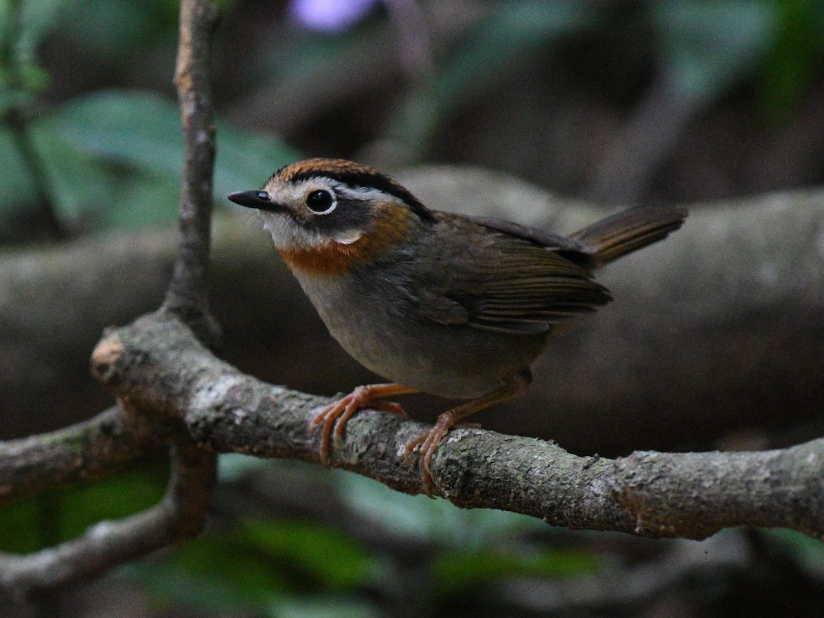 Рыжегорлая альциппа - ML646151868