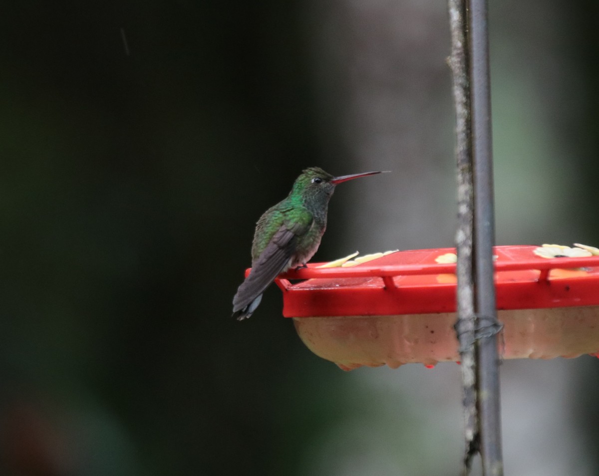 Glittering-throated Emerald - ML646151869
