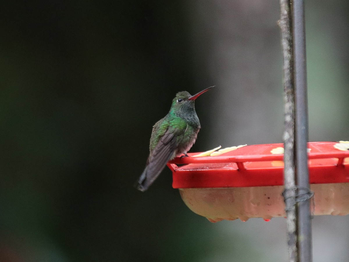 Glittering-throated Emerald - ML646151870