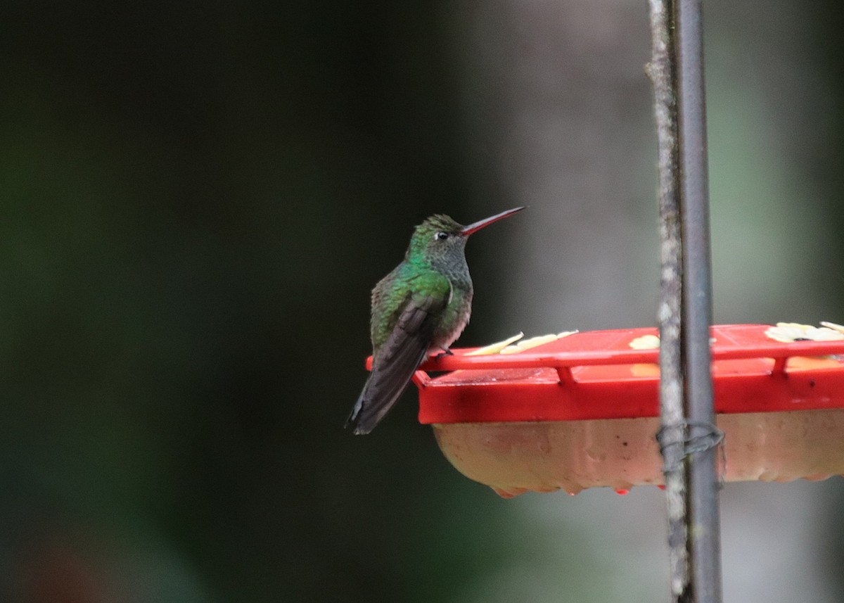 Glittering-throated Emerald - ML646151871