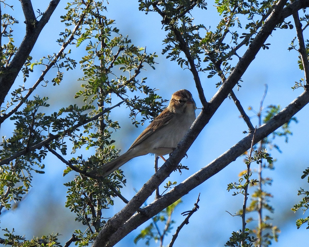 Chipping Sparrow - ML646151875