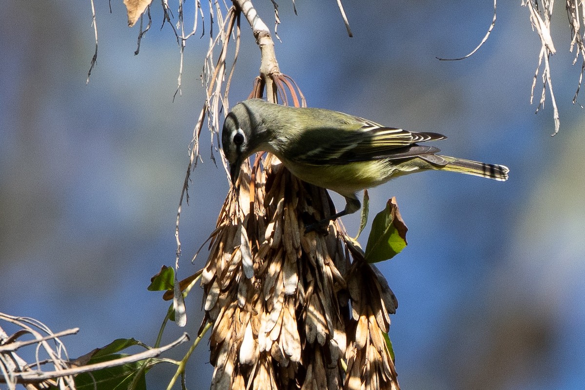Cassin's/Blue-headed Vireo - ML646151876