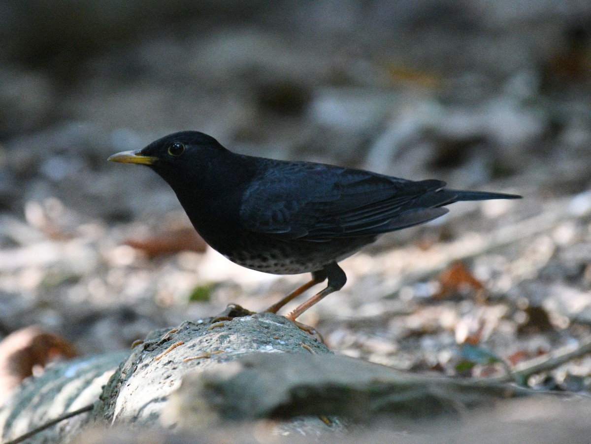 Дрізд білочеревий - ML646151877