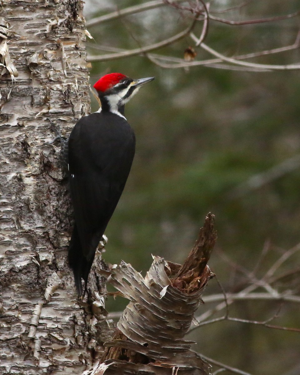 Pileated Woodpecker - ML646151881
