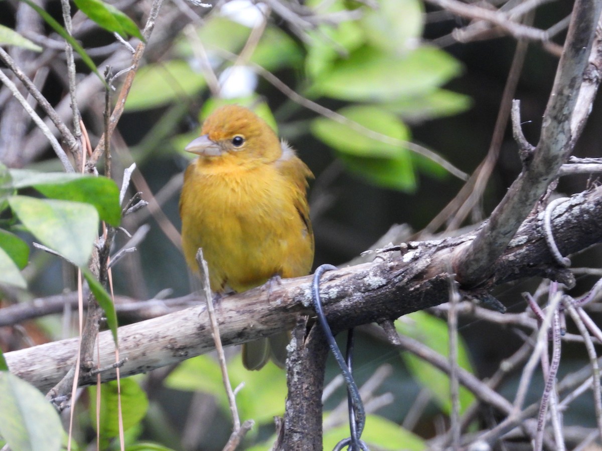 Кардинал червоний - ML646151882