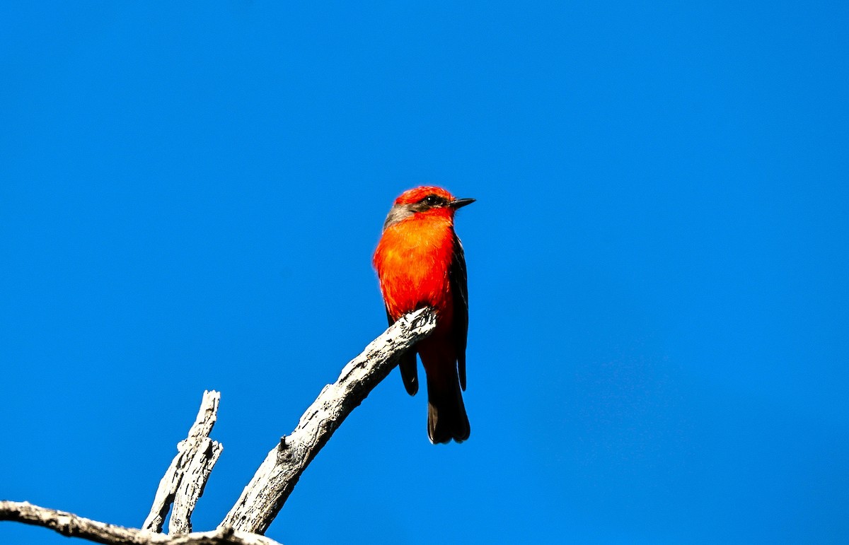 Москверо вогнистий - ML646151886