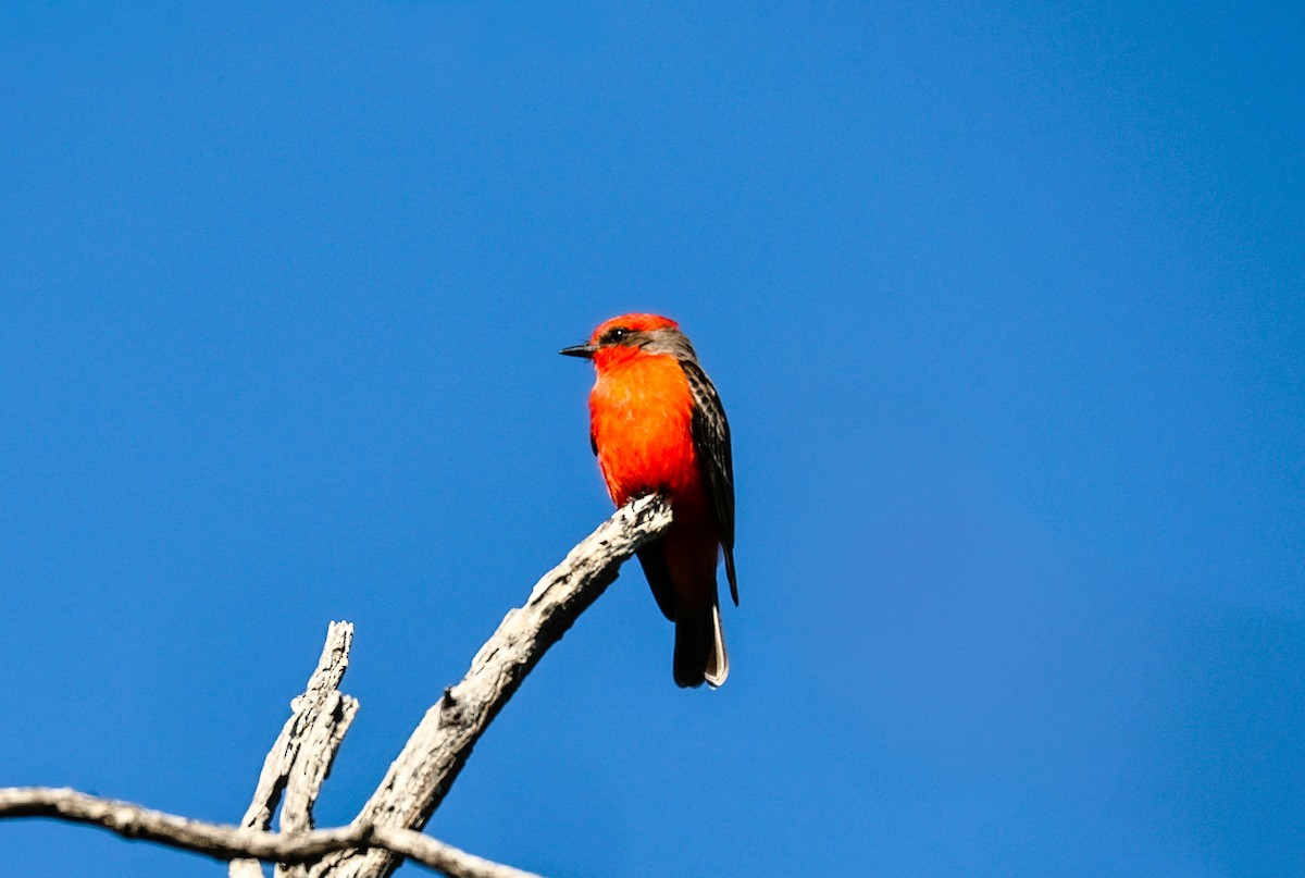 Москверо вогнистий - ML646151887