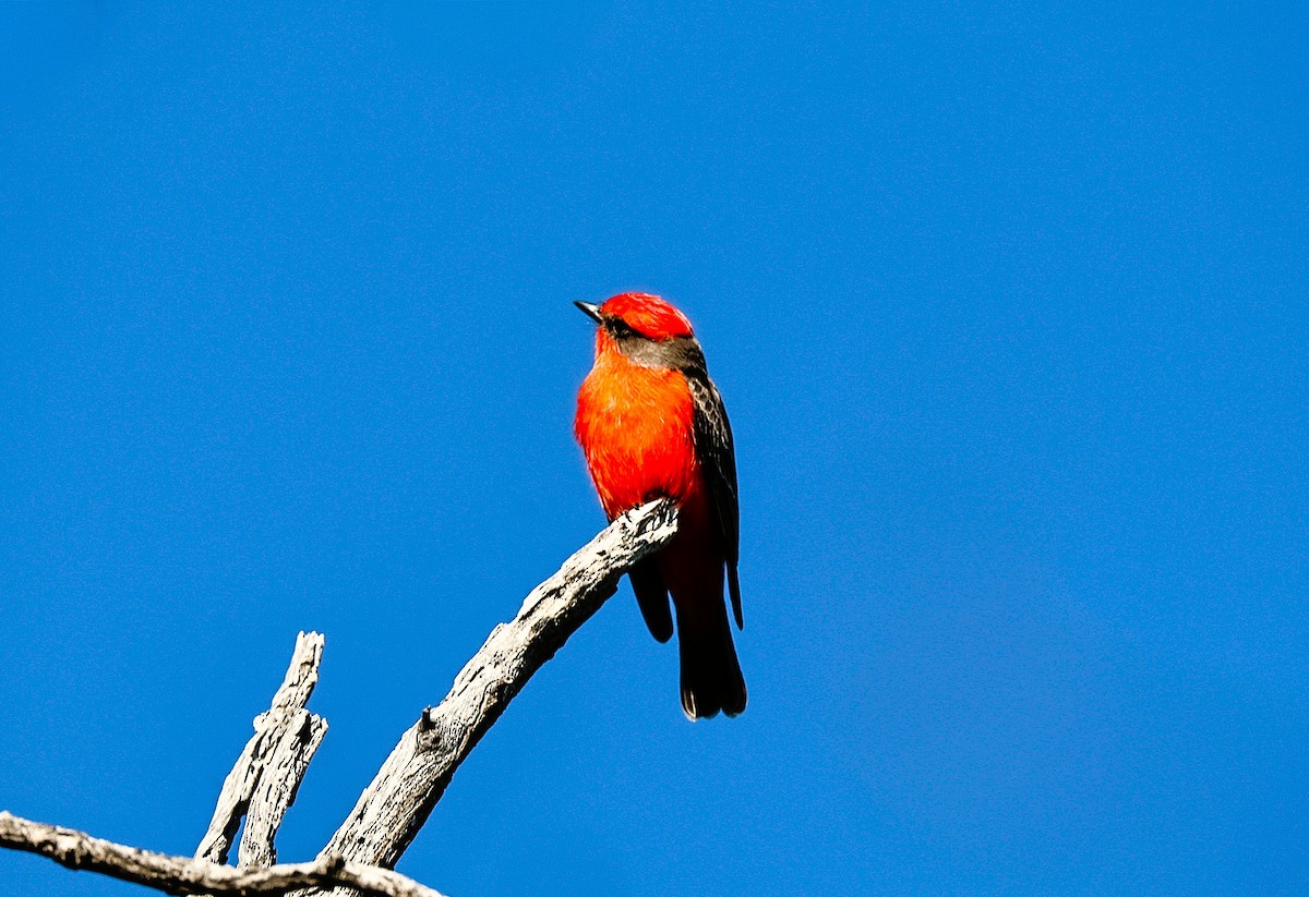 Москверо вогнистий - ML646151888