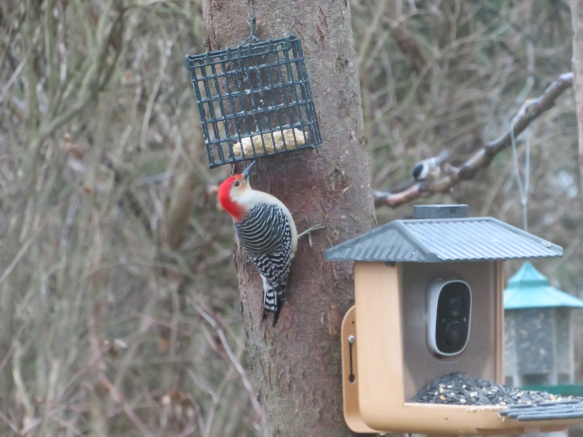 Red-bellied Woodpecker - ML646151889