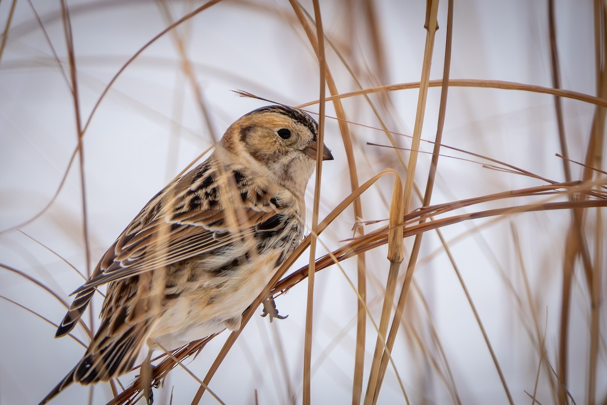Подорожник лапландський - ML646151890