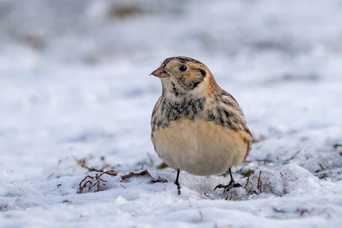 Подорожник лапландський - ML646151891