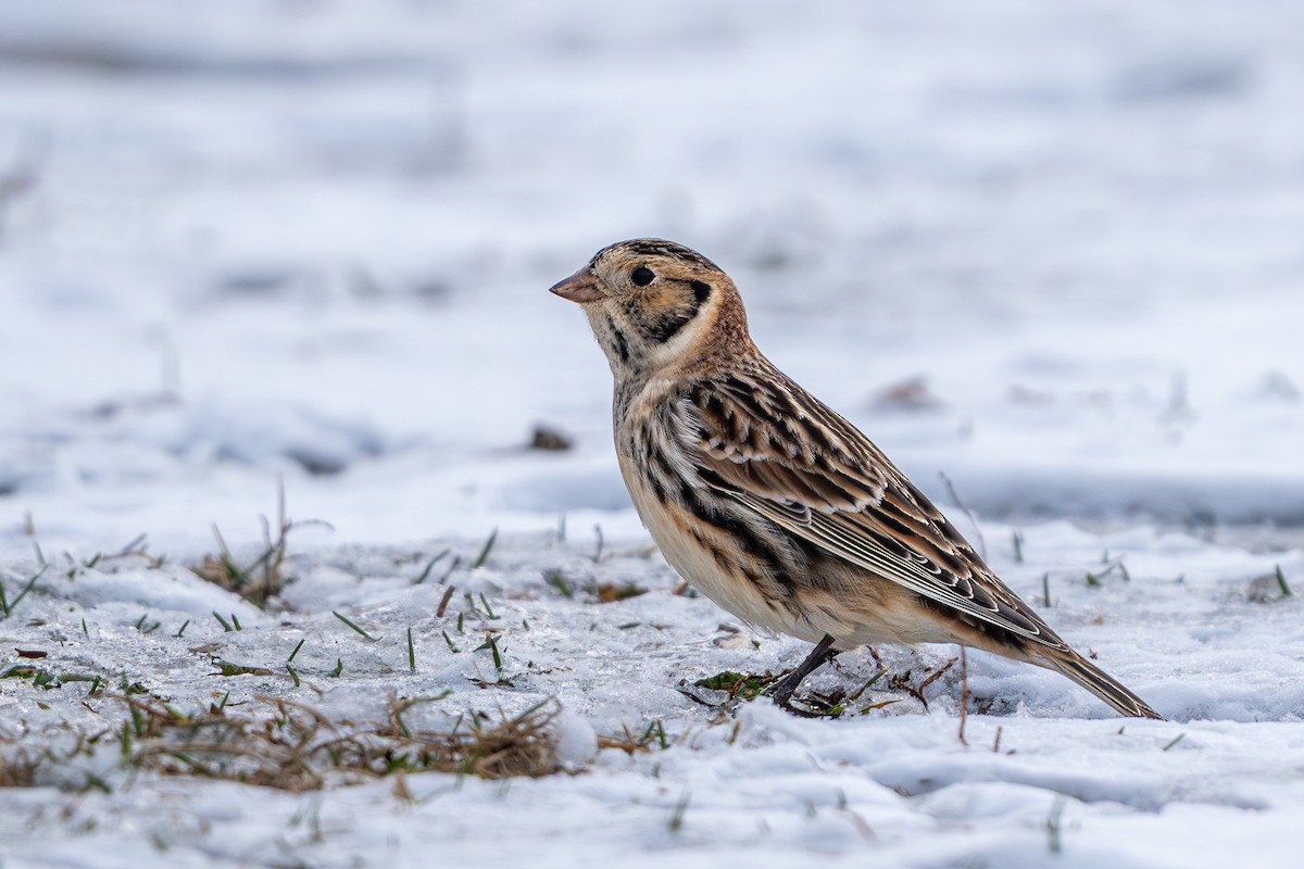 Подорожник лапландський - ML646151892