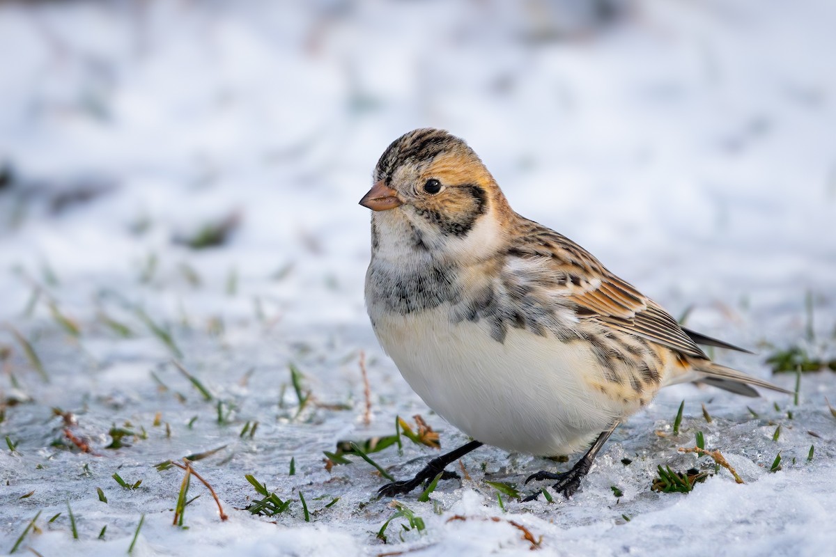 Подорожник лапландський - ML646151893